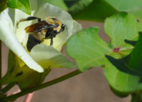 cotton-bee-2