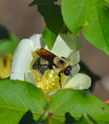 cotton-bee