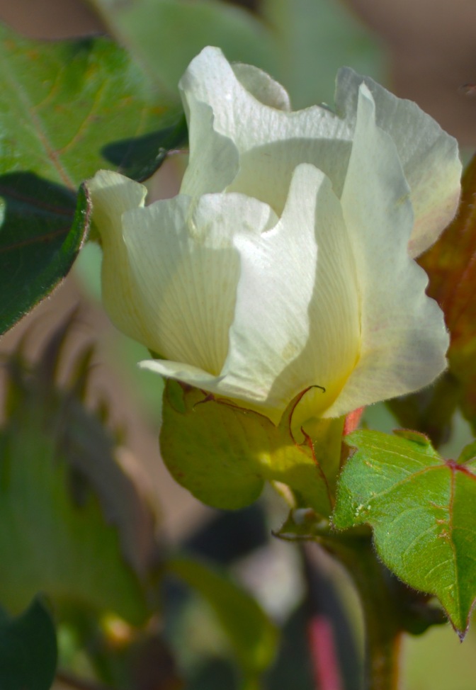 cotton-bloom-2