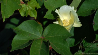 cotton-bloom